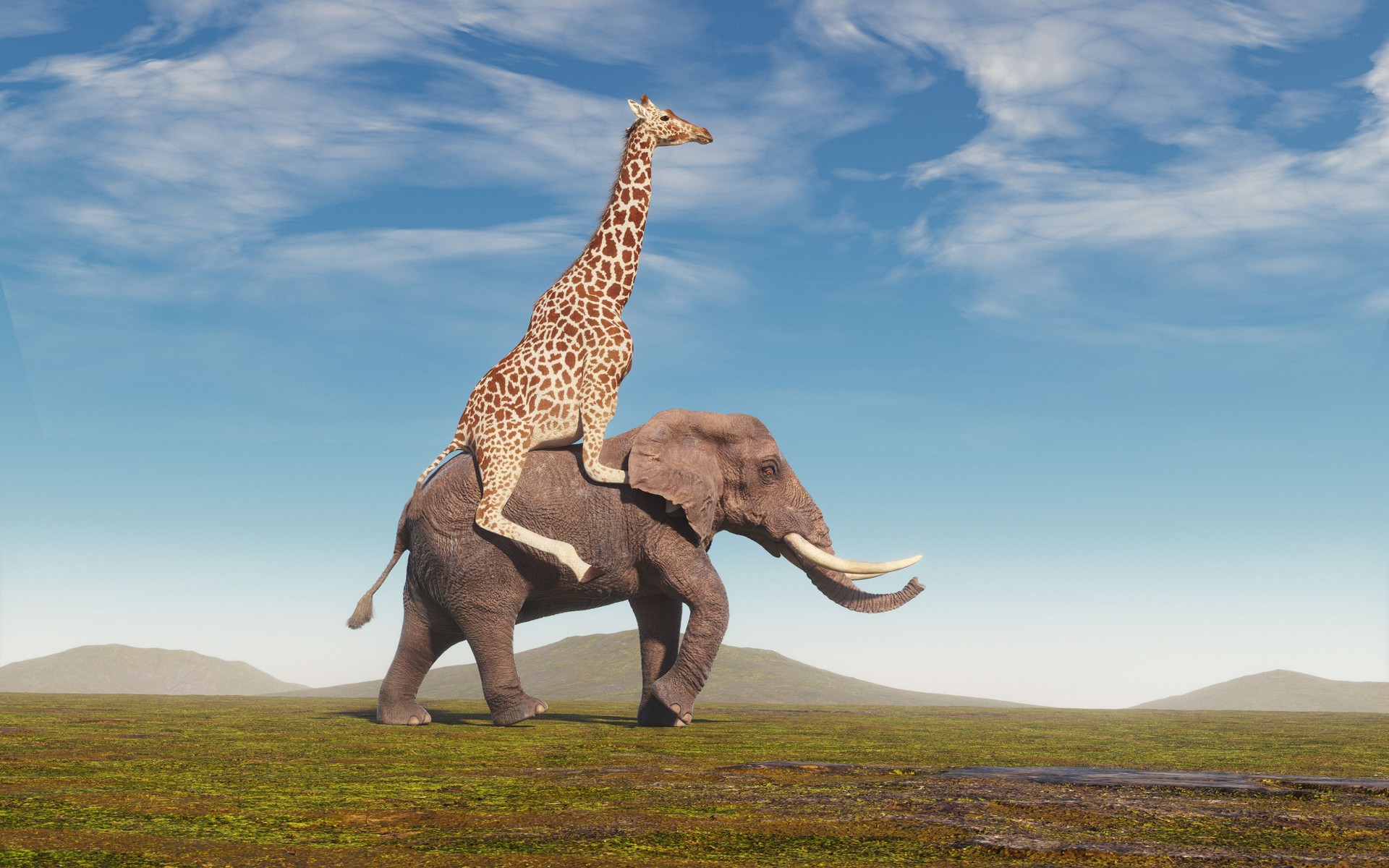 Giraffe riding an elephant on field. Friendship and cooperation concept.